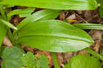 Small purple fringed orchid <BR>Lesser purple fringed orchid